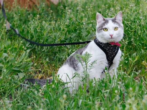 EVERYDAY LEASHES FOR ADVENTURES