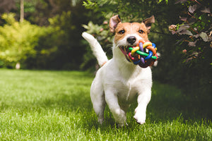 FUN PLAYTIME WITH PET TOYS