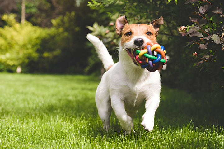 FUN PLAYTIME WITH PET TOYS